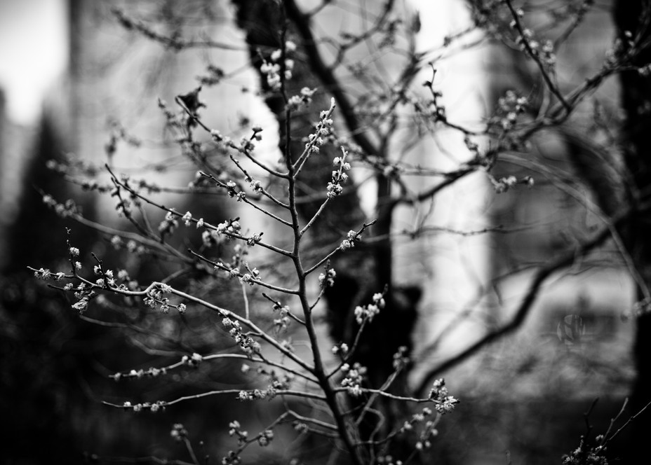 Late-Winter Branches